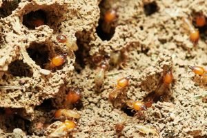 Termites Eating House - Sell home as-is for cash