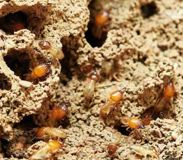 Termites Eating House Sell as-is