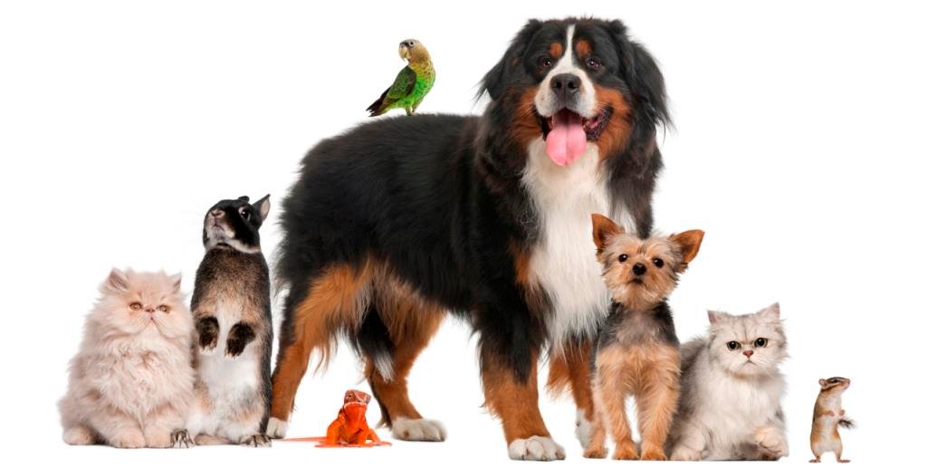 Group of pets