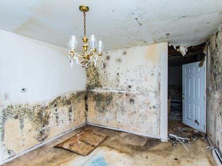 heavy mold damage house sold to cash buyer