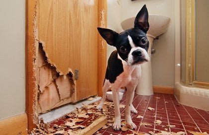 Don't let your pets chase away buyer - sell your home to OutFactors 