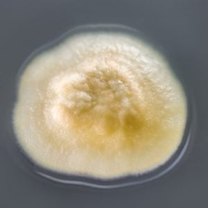 Mold in dish