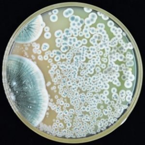 Penicillin Mold
