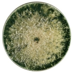 Trichoderma Mold