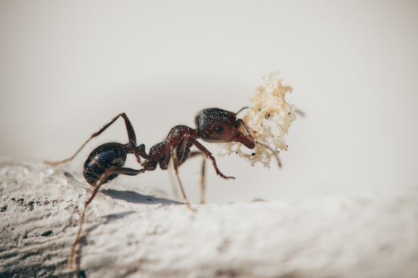 Ants eating and causing damage to a home